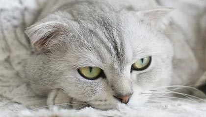 球王会体育平台-篮网总经理：有信心续约三巨头 米尔斯非常重要